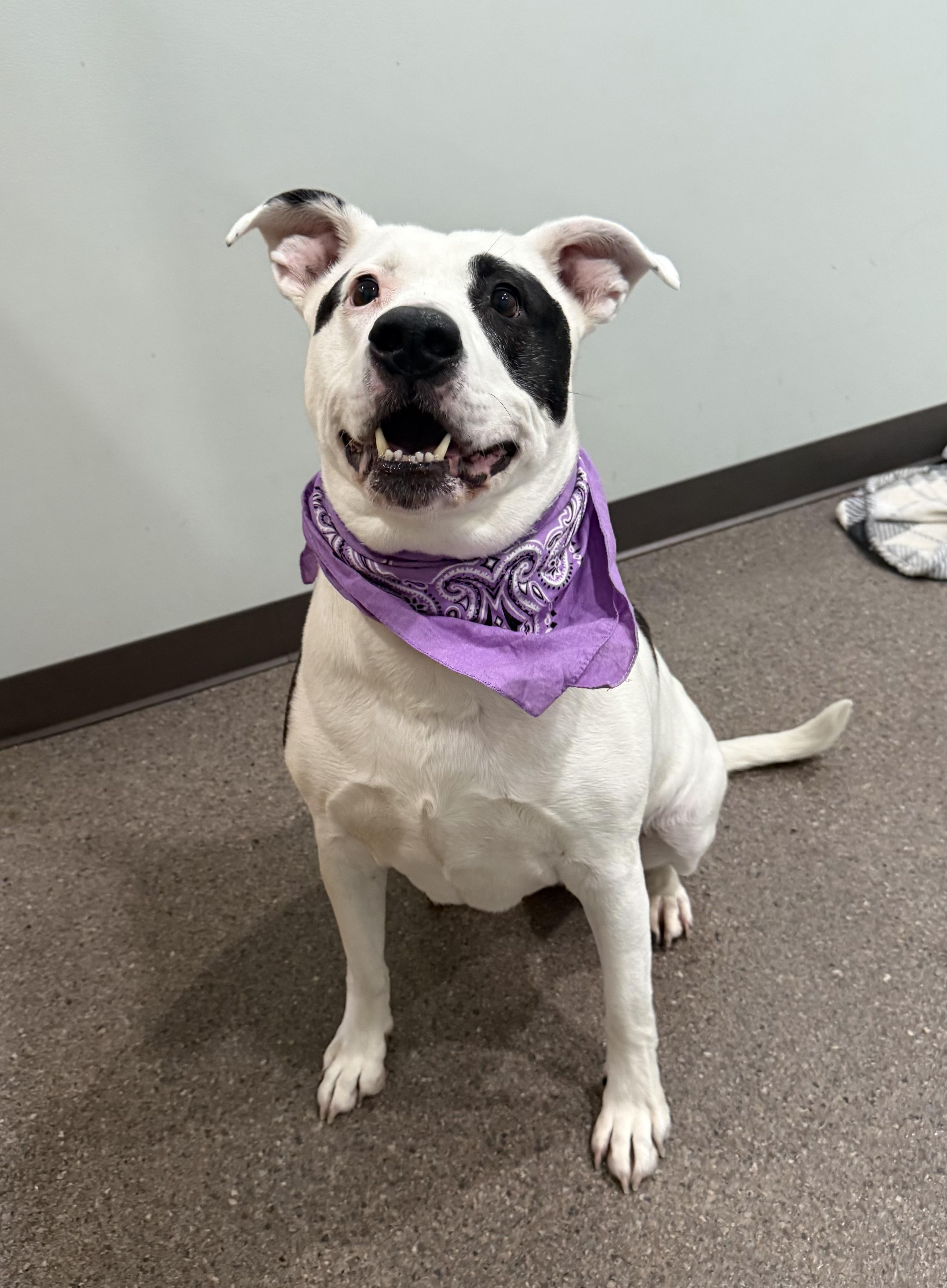 Enlarge Ella, a ADOPTABLE mixed breed in Sault Sainte Marie, MI image 1/2