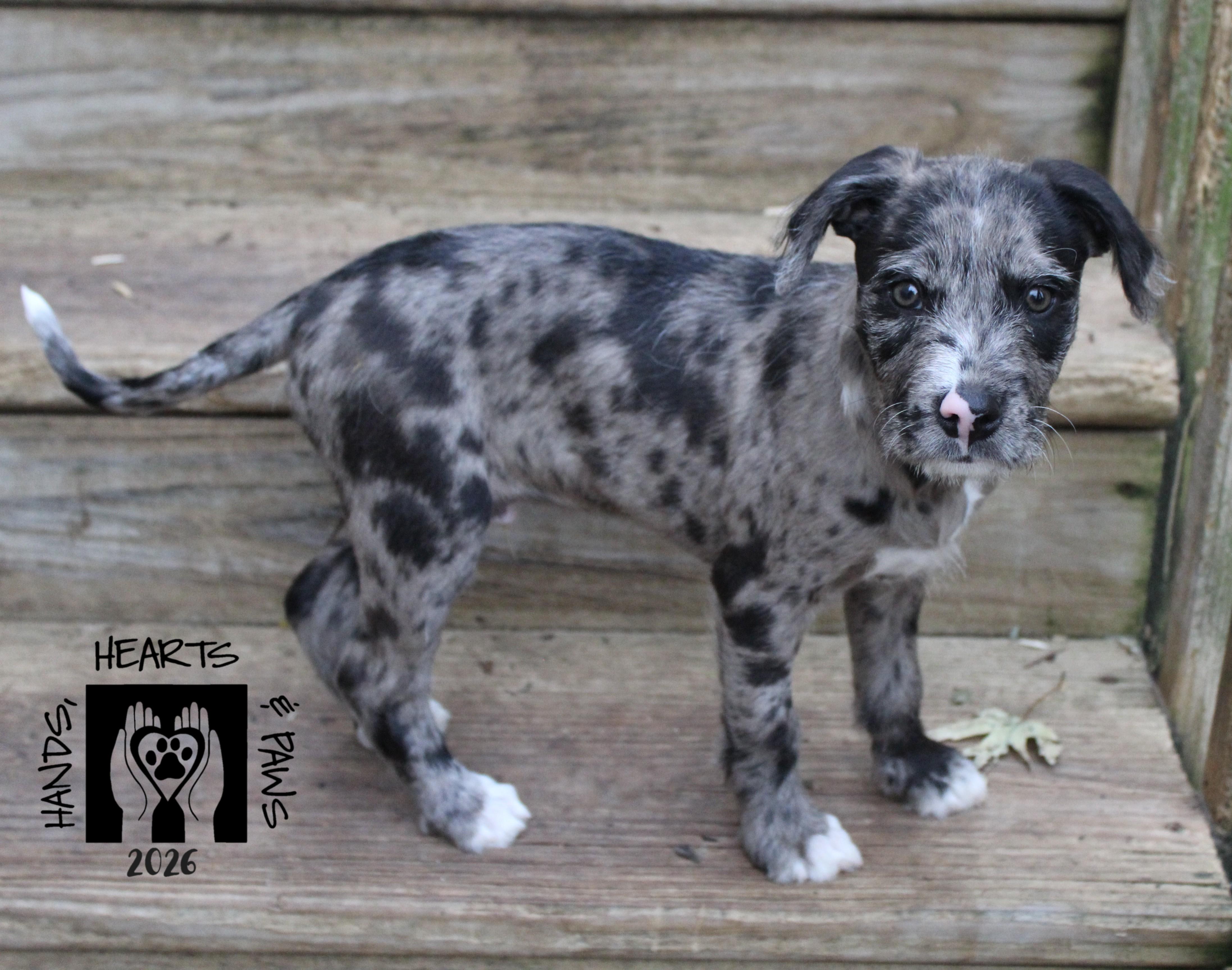 Purdy, Adoptable, Puppy Male American Staffordshire Terrier & Poodle (Toy).