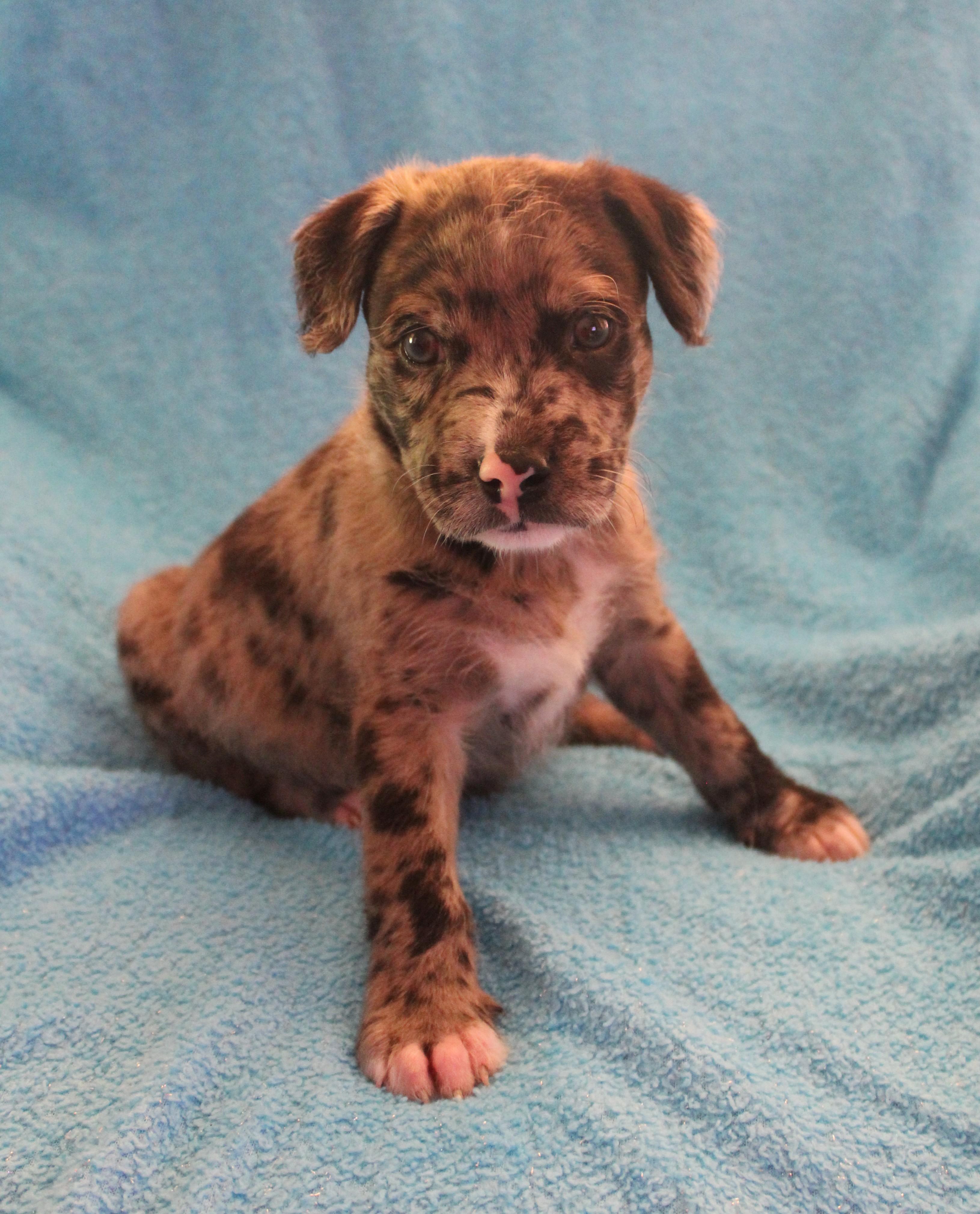 Enlarge Purdy, a Adoptable mixed breed in Omaha, NE image 2/4