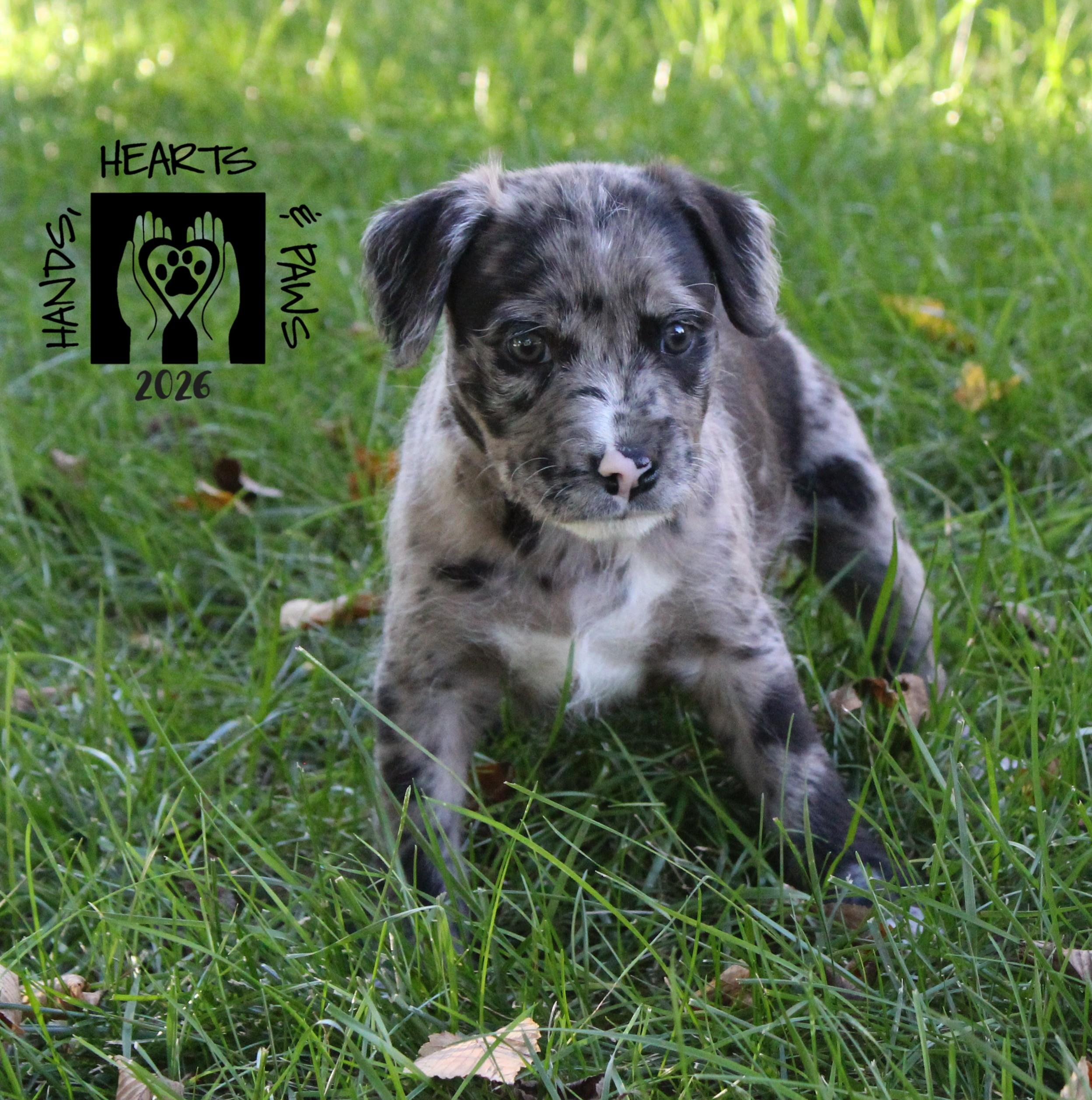 Enlarge Purdy, a Adoptable mixed breed in Omaha, NE image 1/4