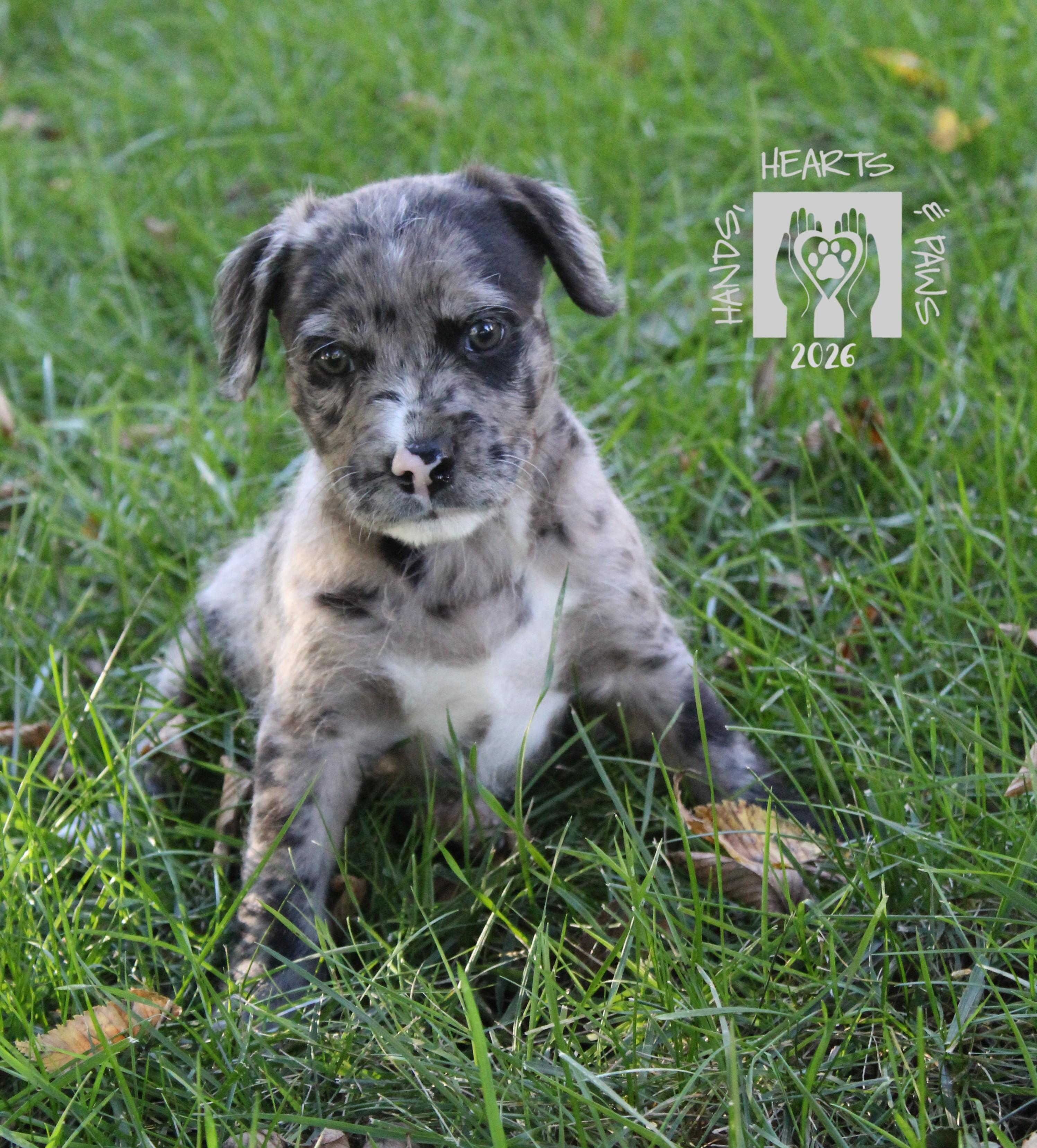 Enlarge Purdy, a Adoptable mixed breed in Omaha, NE image 4/4