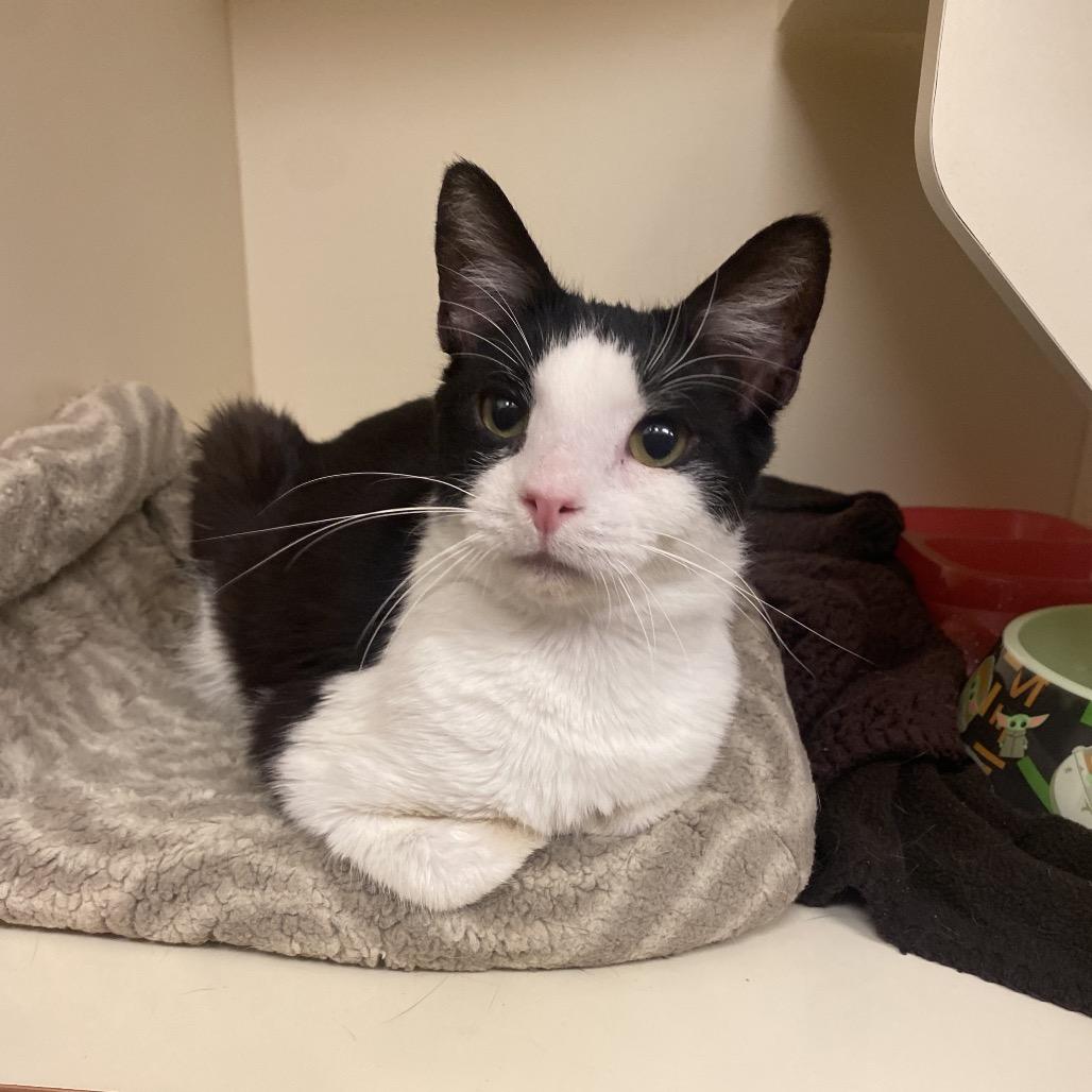 Larry, Adoptable, Young Male Domestic Short Hair & Domestic Short Hair.