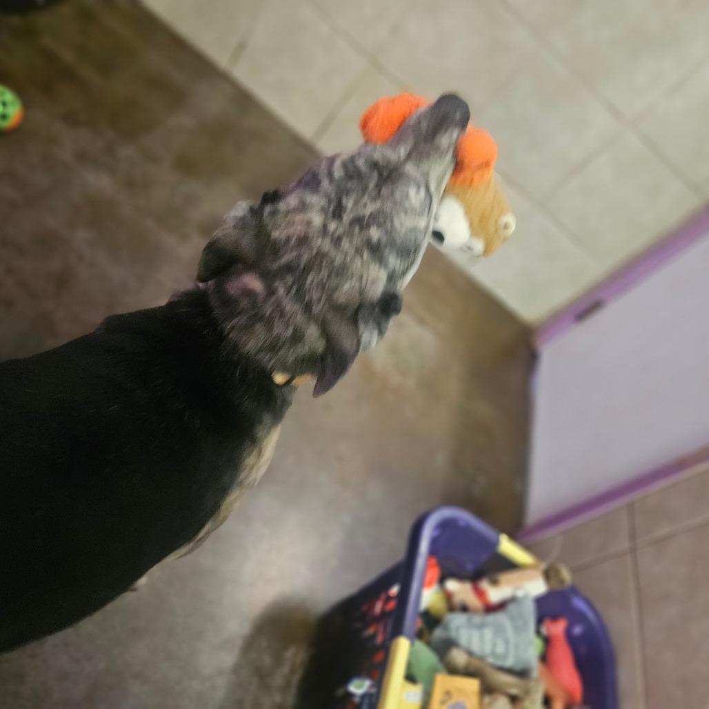 Enlarge Boomer, a Adoptable mixed breed in Springfield, MO image 1/6