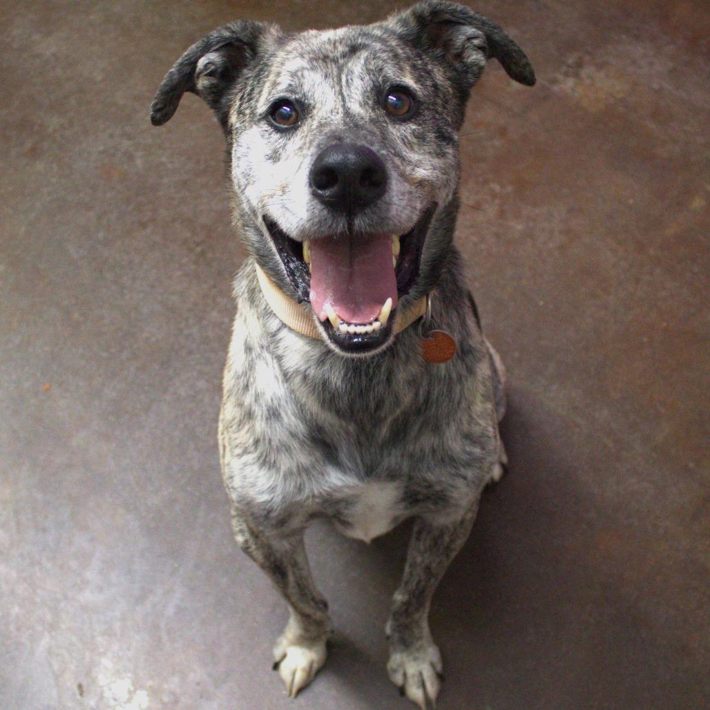 Boomer, Adoptable, Adult Male Labrador Retriever & Mixed Breed.
