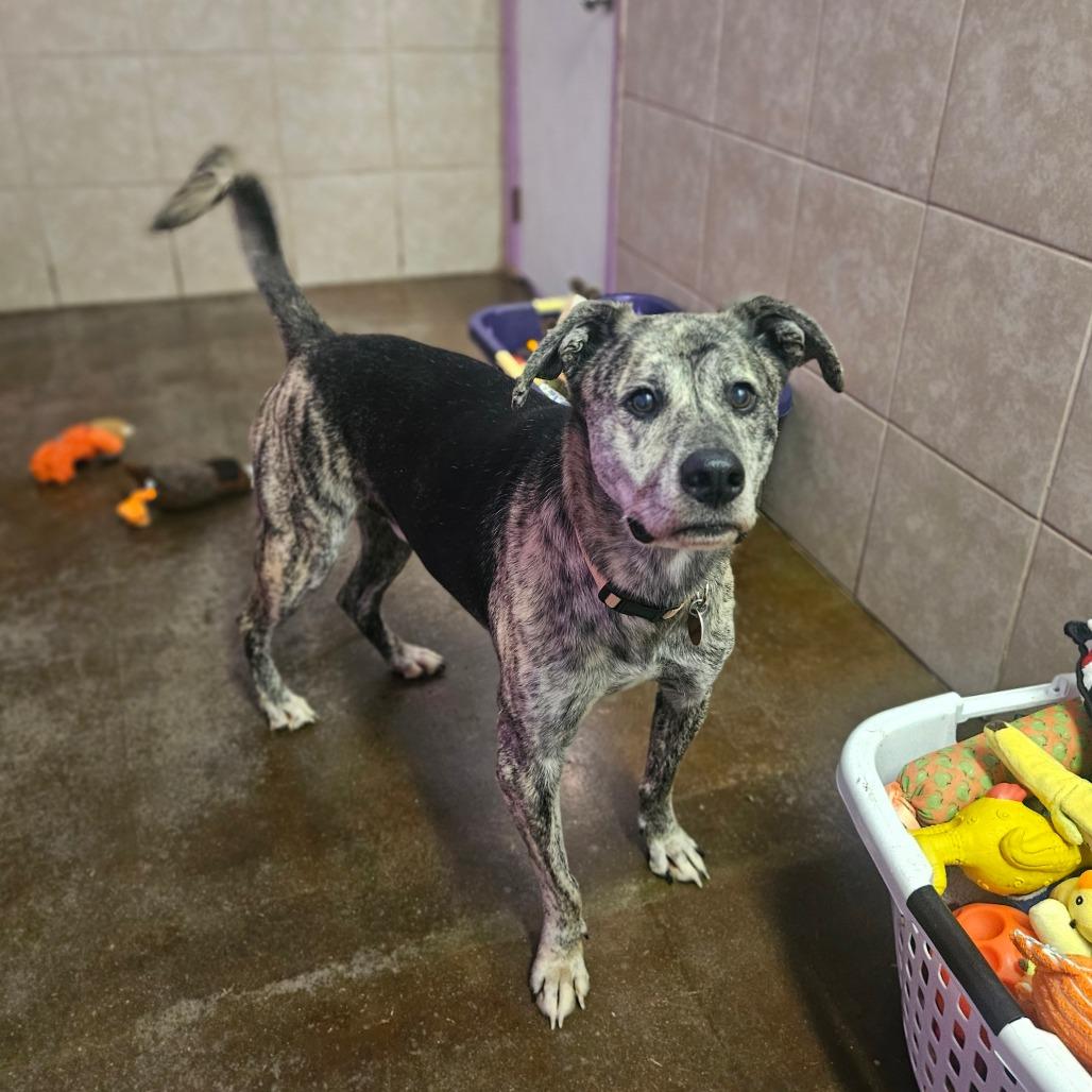 Enlarge Boomer, a Adoptable mixed breed in Springfield, MO image 2/6