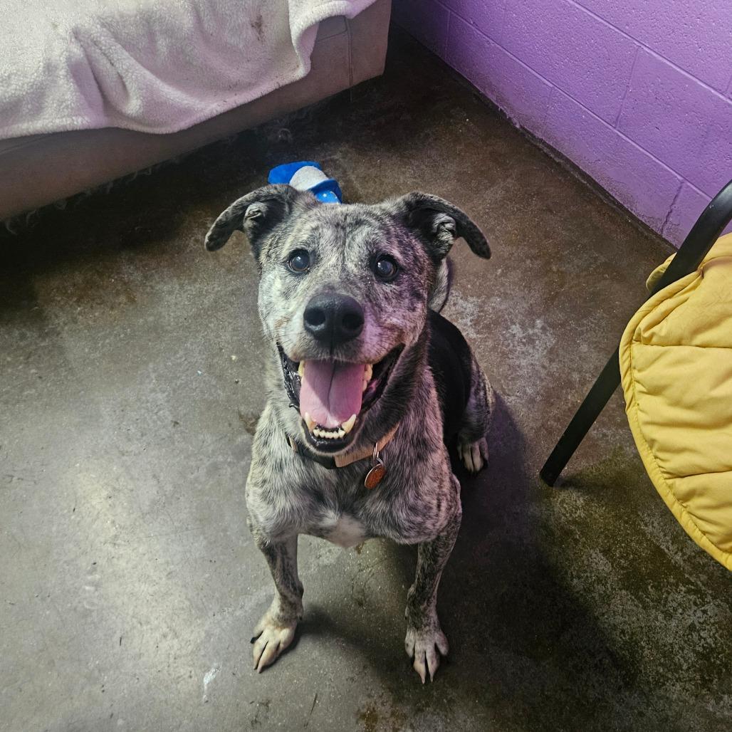 Enlarge Boomer, a Adoptable mixed breed in Springfield, MO image 3/6