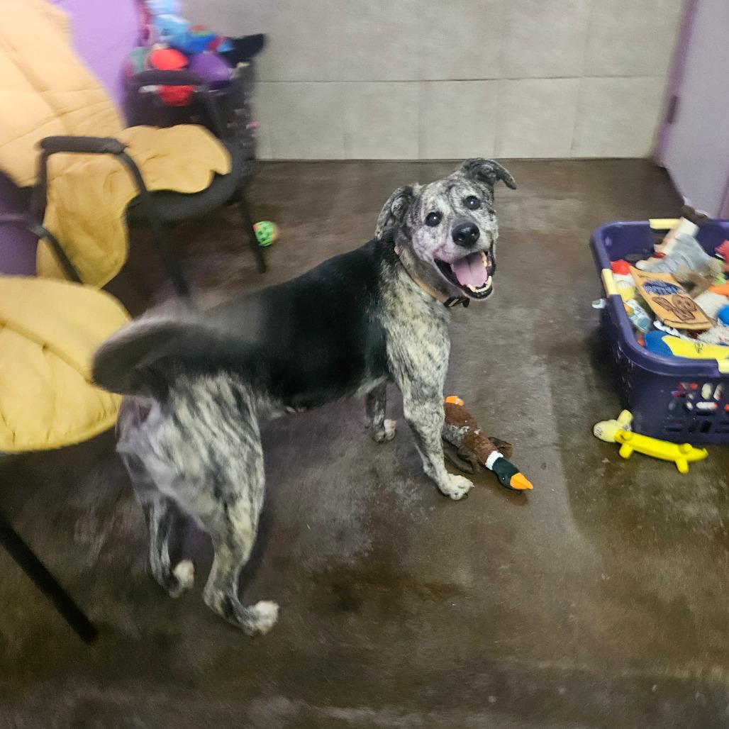 Enlarge Boomer, a Adoptable mixed breed in Springfield, MO image 3/6