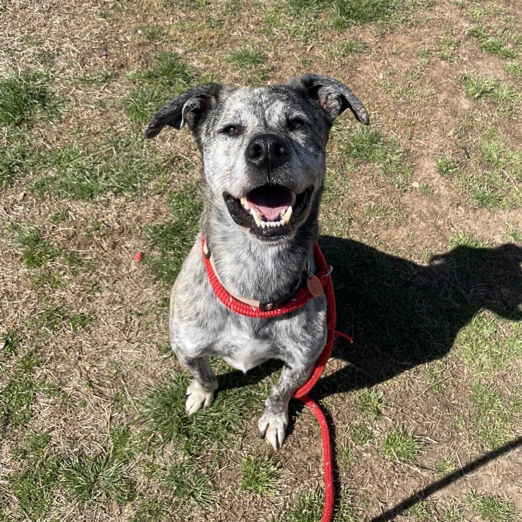 Enlarge Boomer, a Adoptable mixed breed in Springfield, MO image 4/6