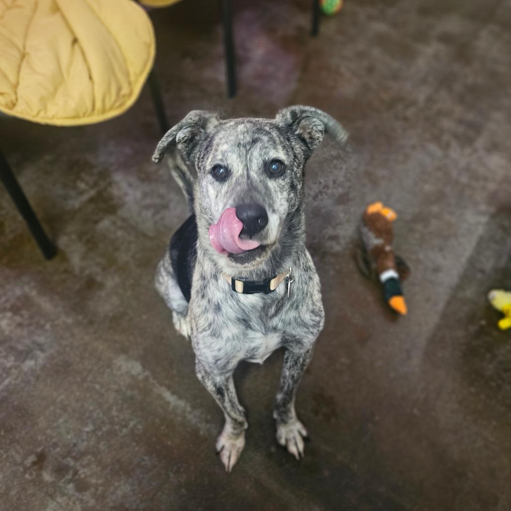 Enlarge Boomer, a Adoptable mixed breed in Springfield, MO image 5/6