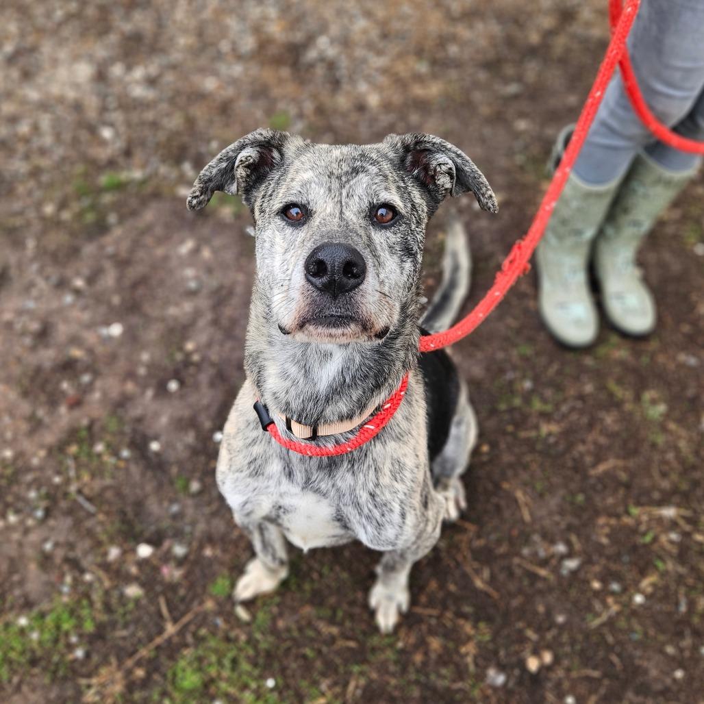 Enlarge Boomer, a Adoptable mixed breed in Springfield, MO image 6/6
