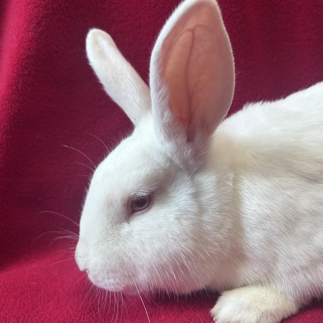 Dennis, Adoptable, Young Male Florida White.