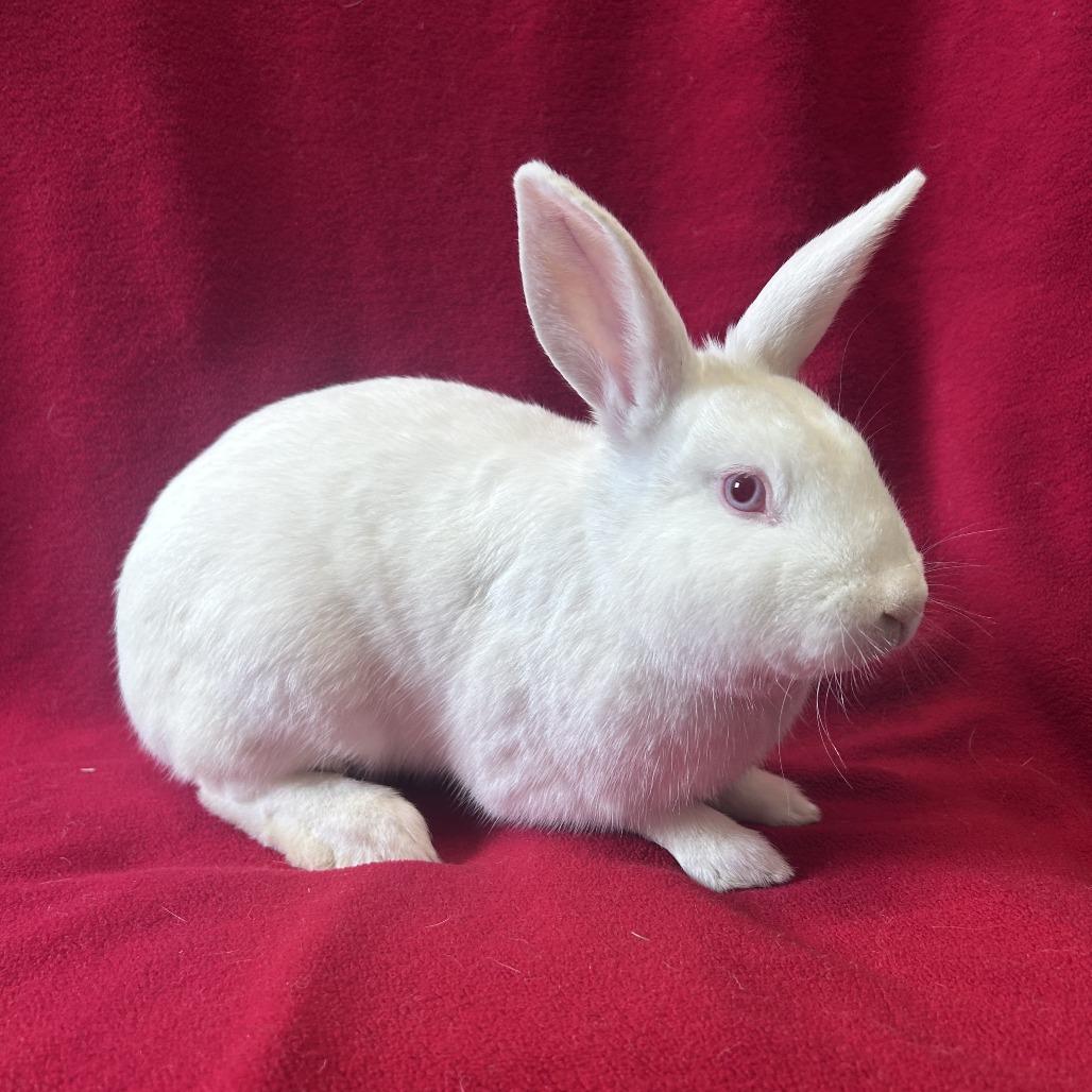 Dennis, a Adoptable Florida White in Oak Park, IL image 4/6