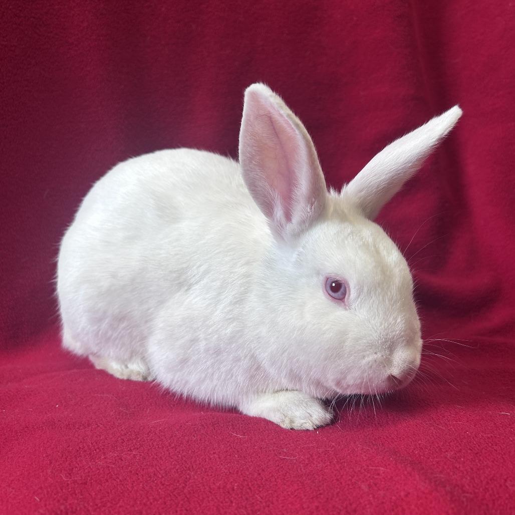 Dennis, Adoptable, Young Male Florida White.