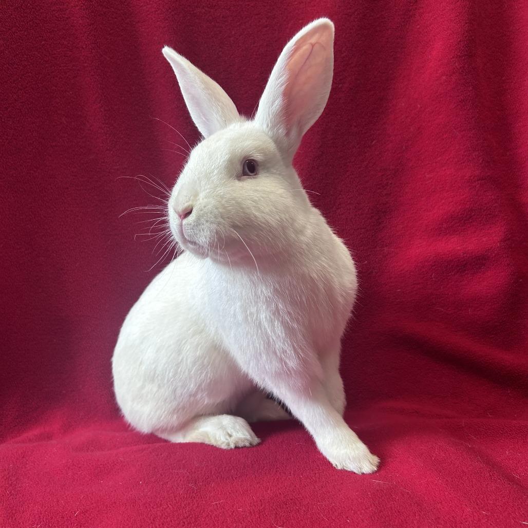 Dennis, Adoptable, Young Male Florida White.