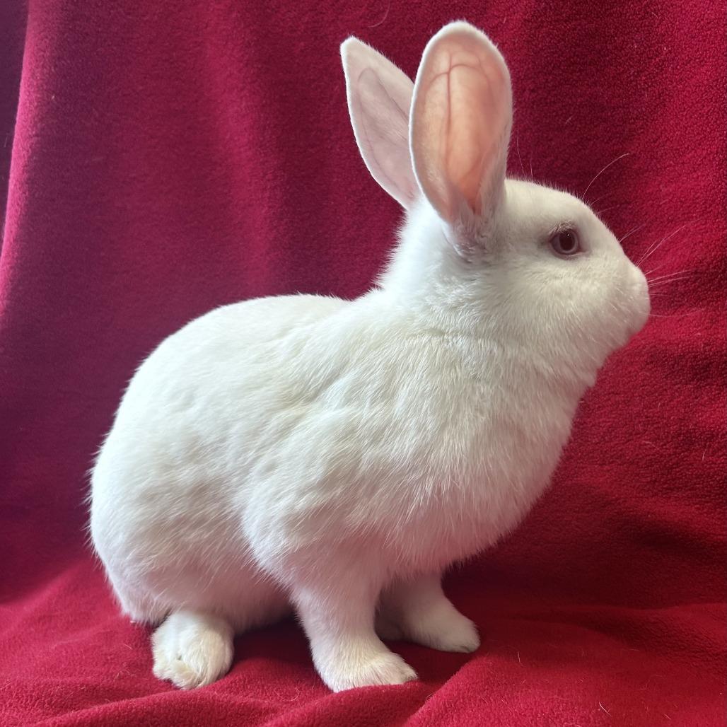Dennis, a Adoptable Florida White in Oak Park, IL image 6/6