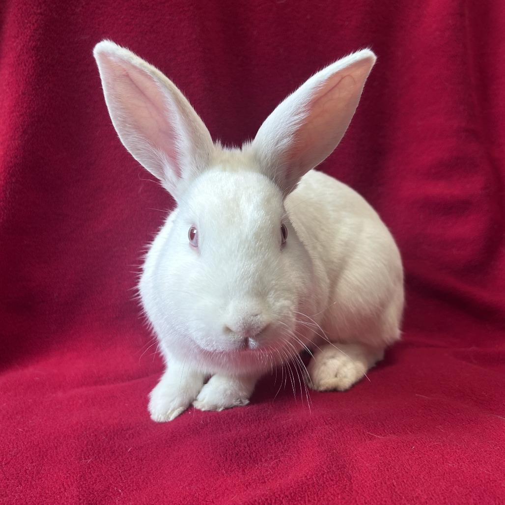 Enlarge Dennis, a Adoptable Florida White in Oak Park, IL image 3/3