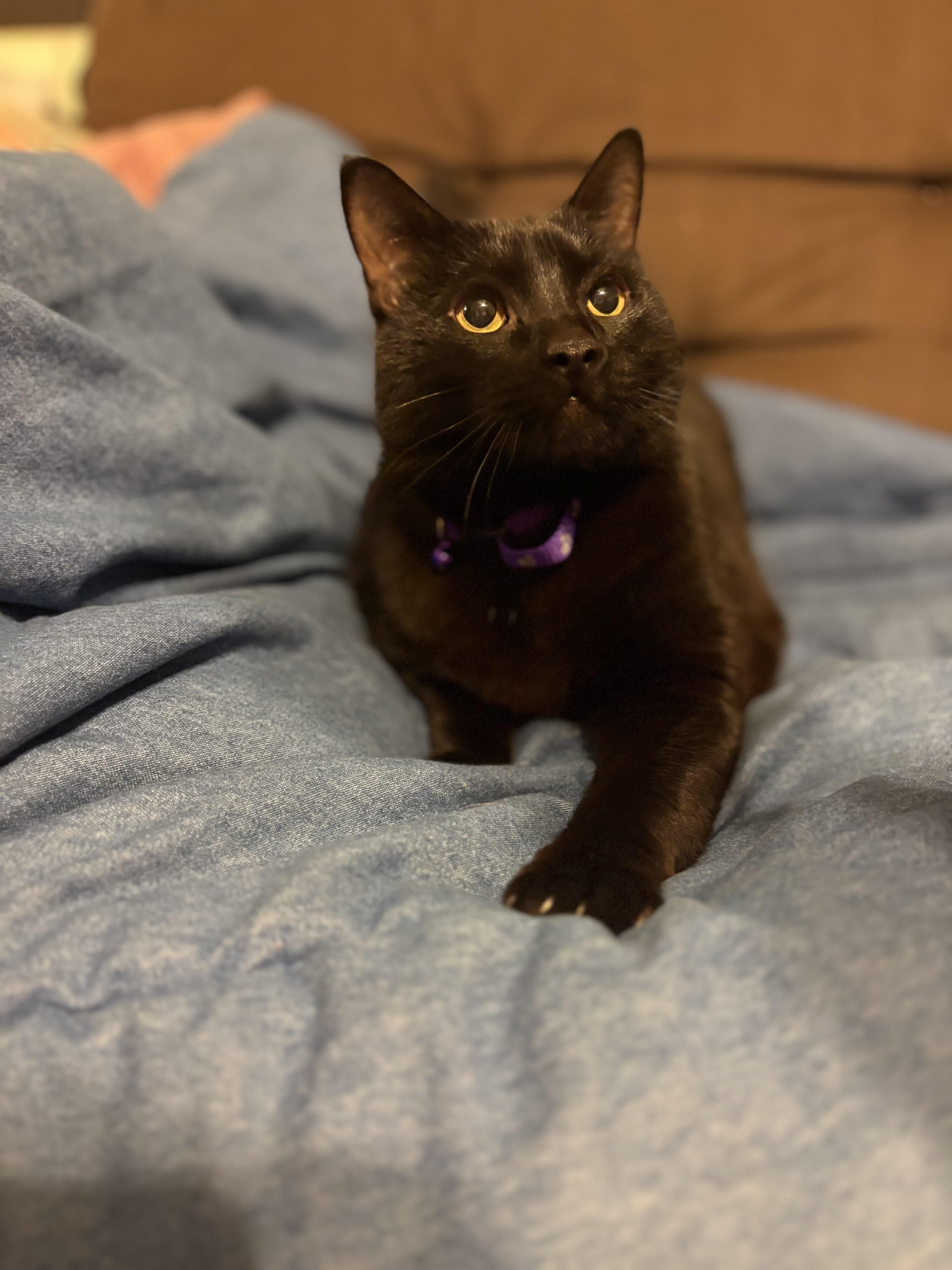Enlarge Twitty, a ADOPTABLE American Shorthair in Moodus, CT image 2/4
