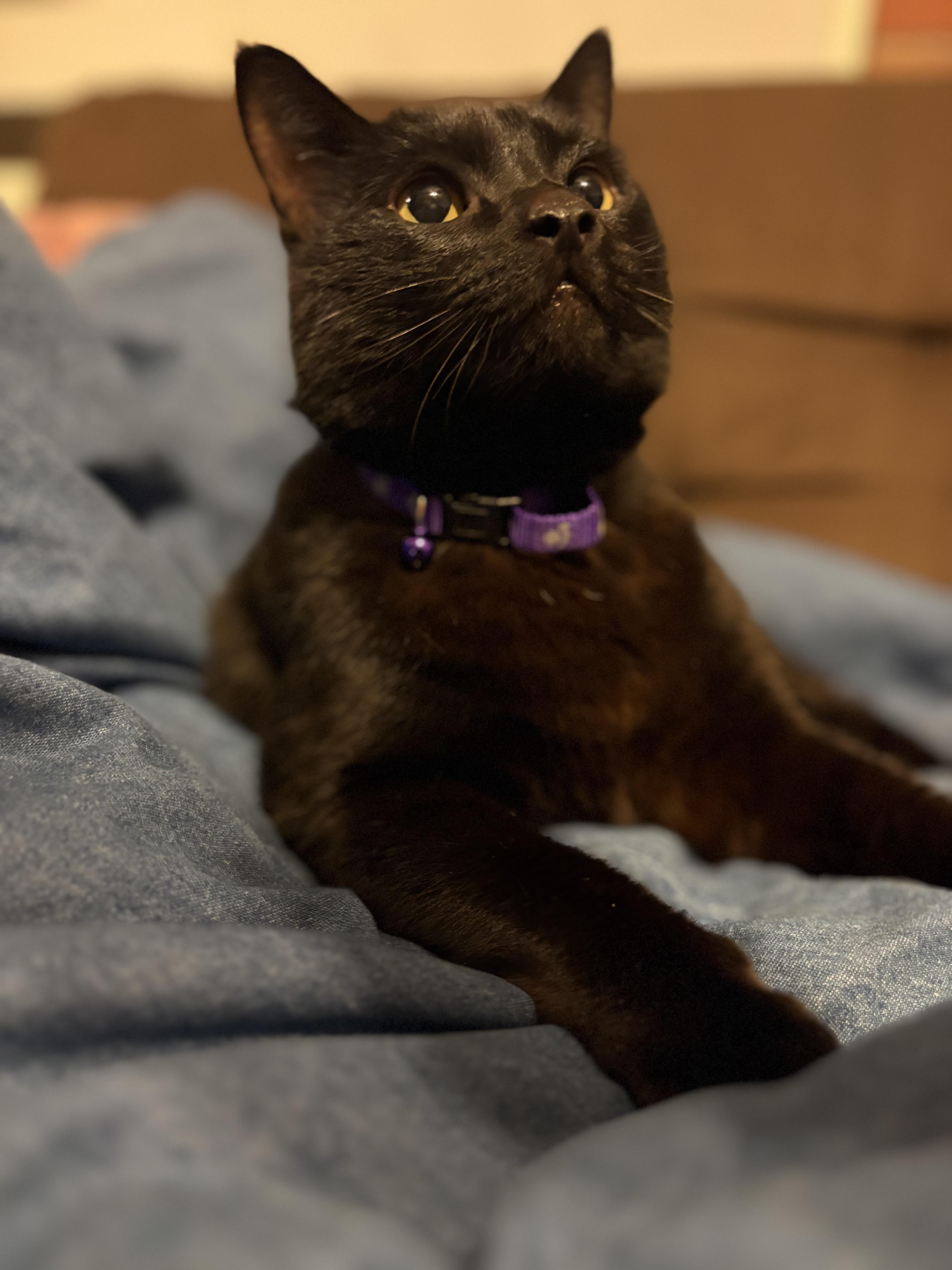 Enlarge Twitty, a ADOPTABLE American Shorthair in Moodus, CT image 3/4