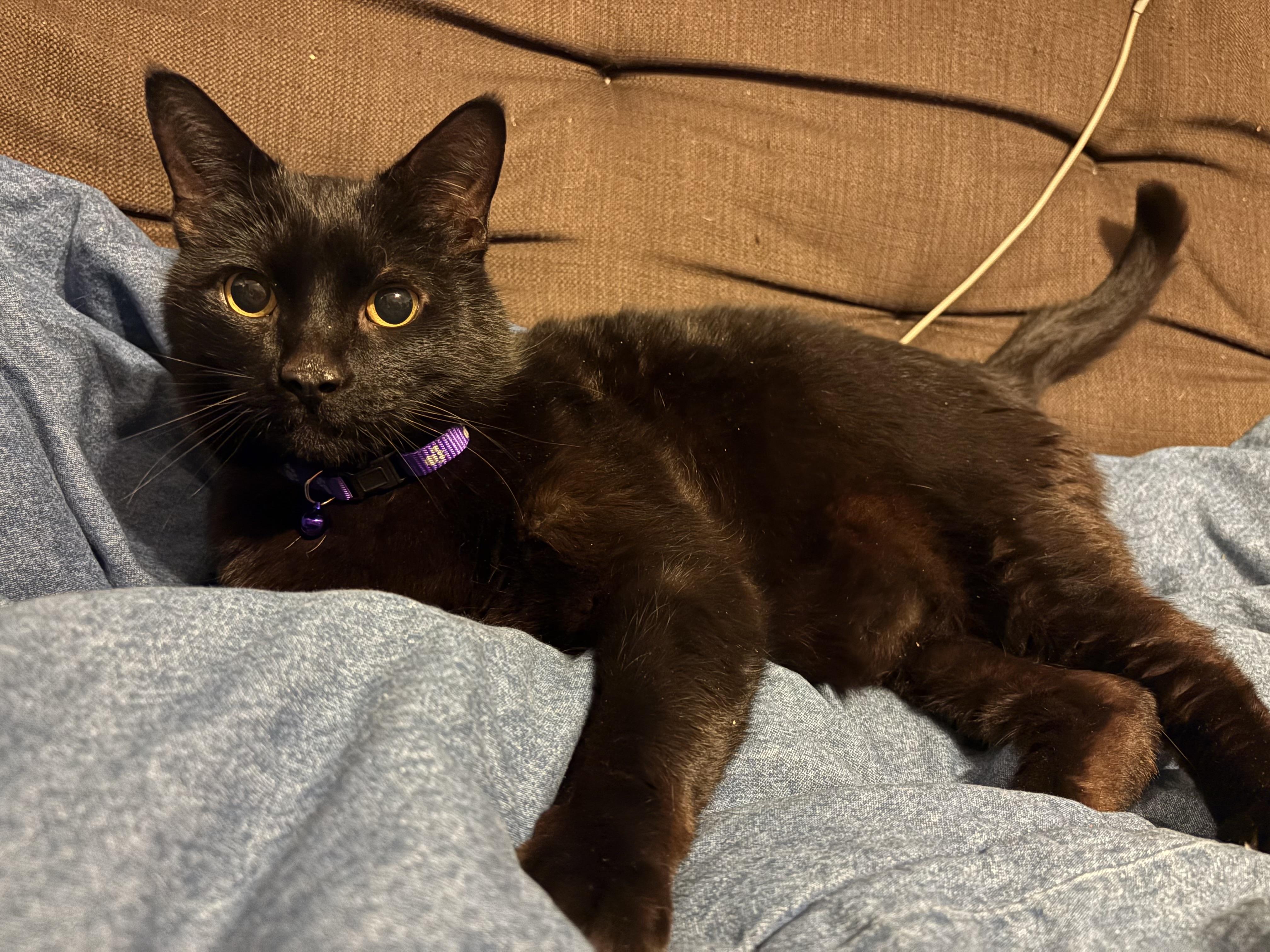 Enlarge Twitty, a ADOPTABLE American Shorthair in Moodus, CT image 4/4