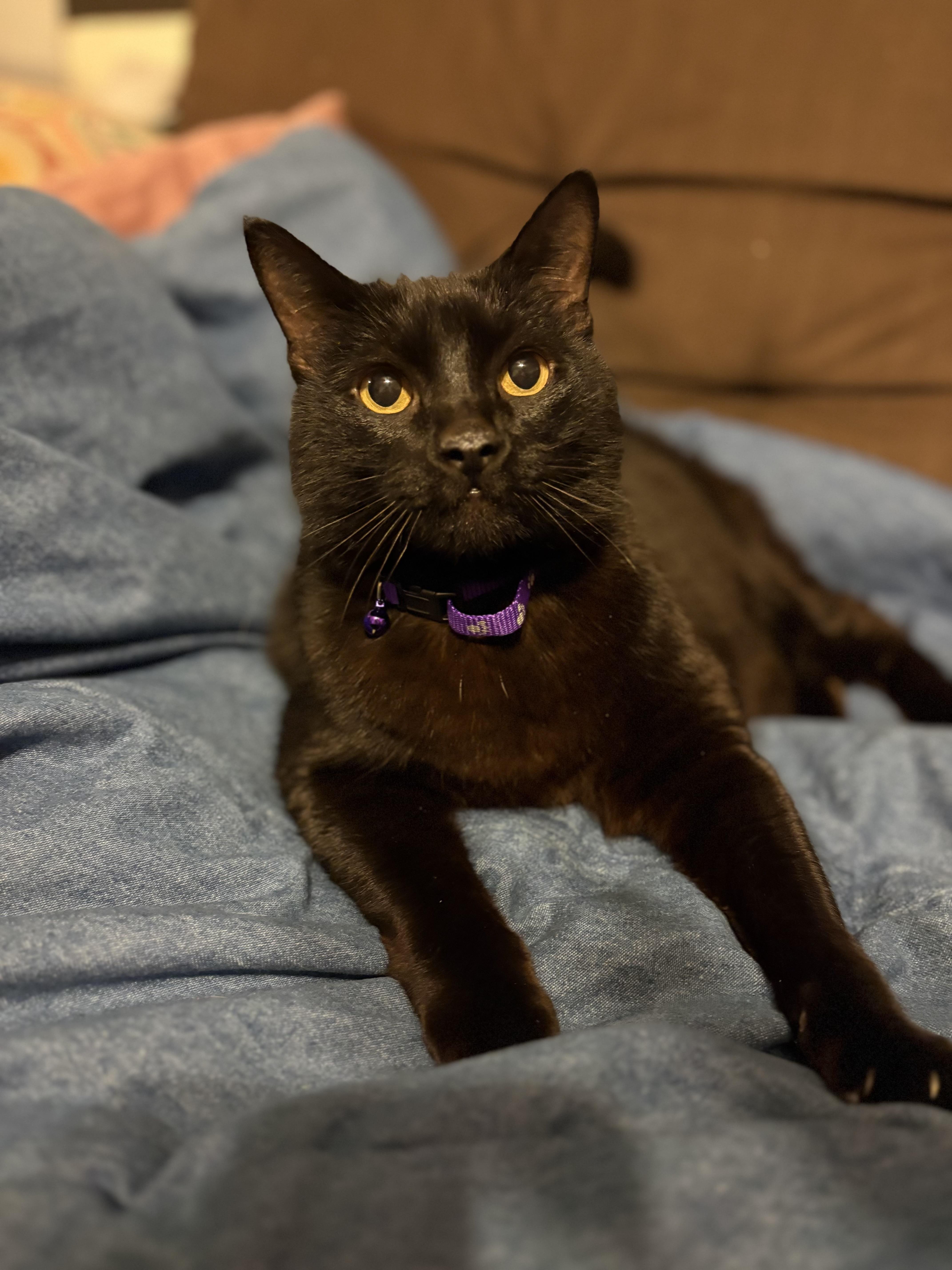 Twitty, ADOPTABLE, Adult Male American Shorthair.