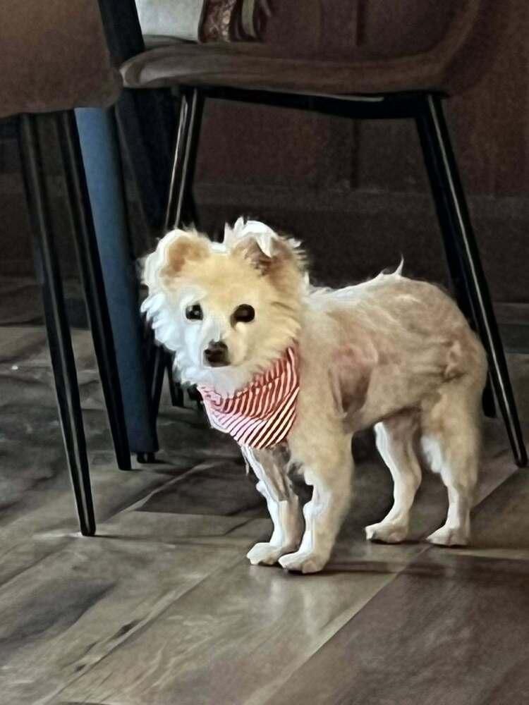 Gigi, Adoptable, Adult Female Pomeranian.