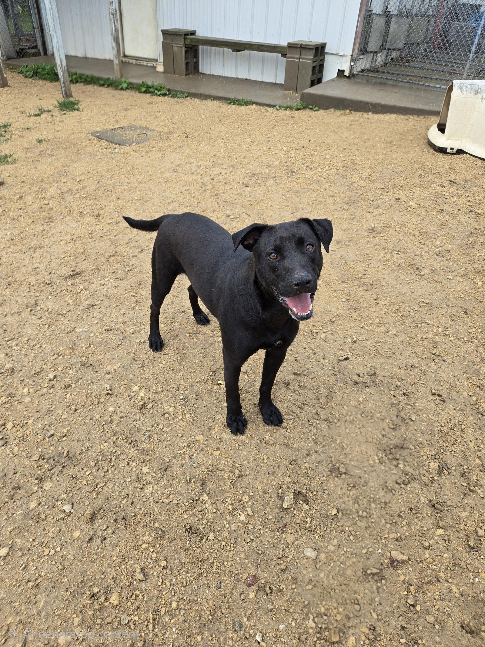 Enlarge Roanoke, a Adoptable Black Labrador Retriever in Maquoketa, IA image 1/1