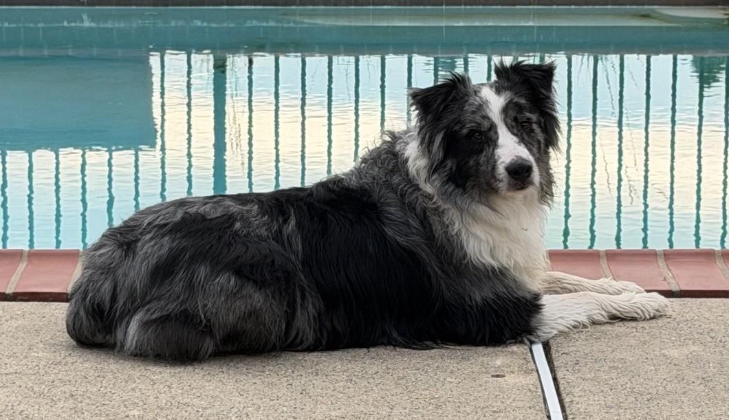 Enlarge Finnegan, a Adopted Australian Shepherd in Richboro, PA image 2/3