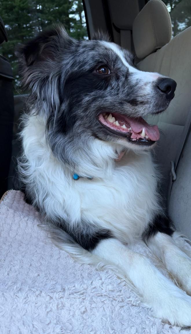 Enlarge Finnegan, a Adopted Australian Shepherd in Richboro, PA image 3/3