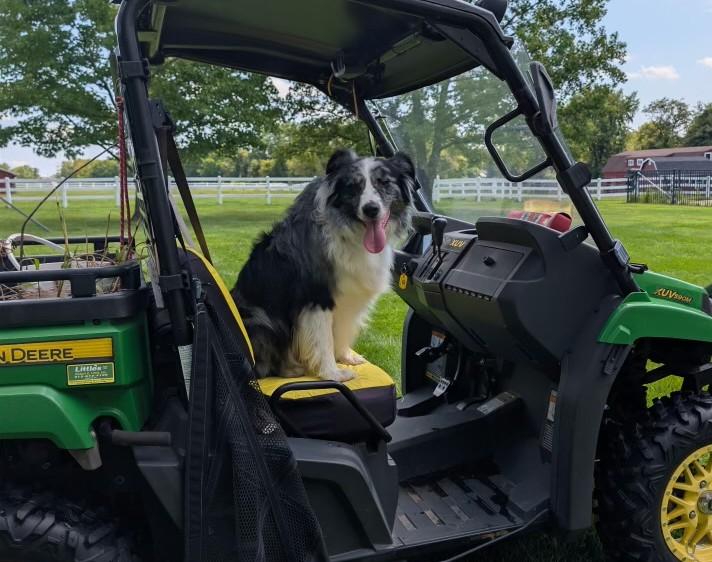 Finnegan, Adopted, Young Male Australian Shepherd.
