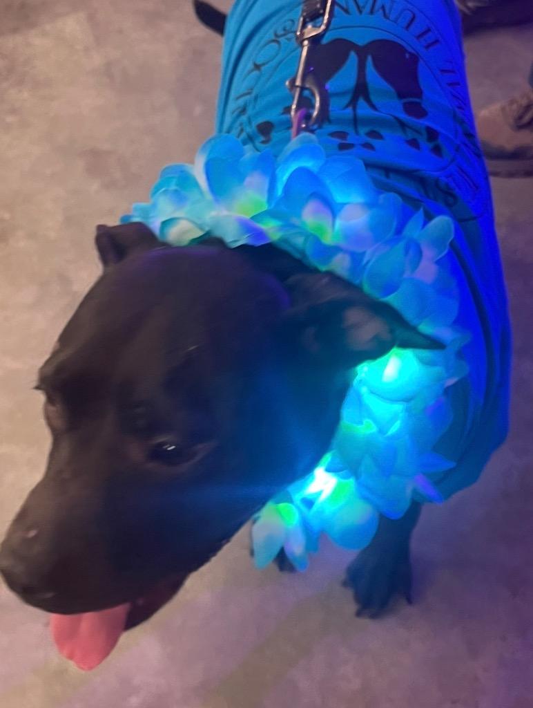 Enlarge Ruth, a Adoptable Pit Bull Terrier in Saint Francisville, LA image 1/2