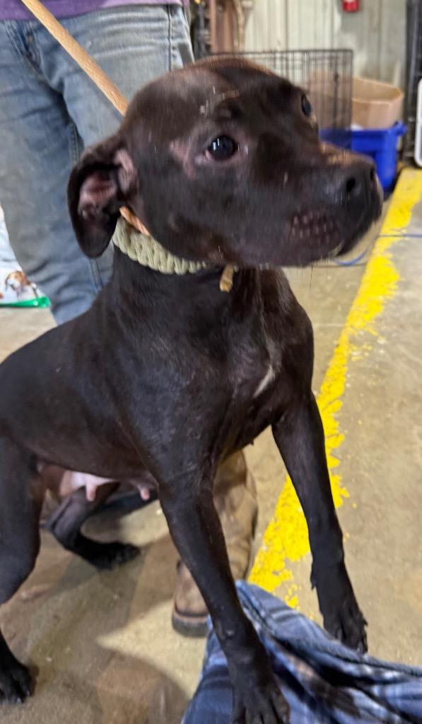 Enlarge Ruth, a Adoptable Pit Bull Terrier in Saint Francisville, LA image 2/2