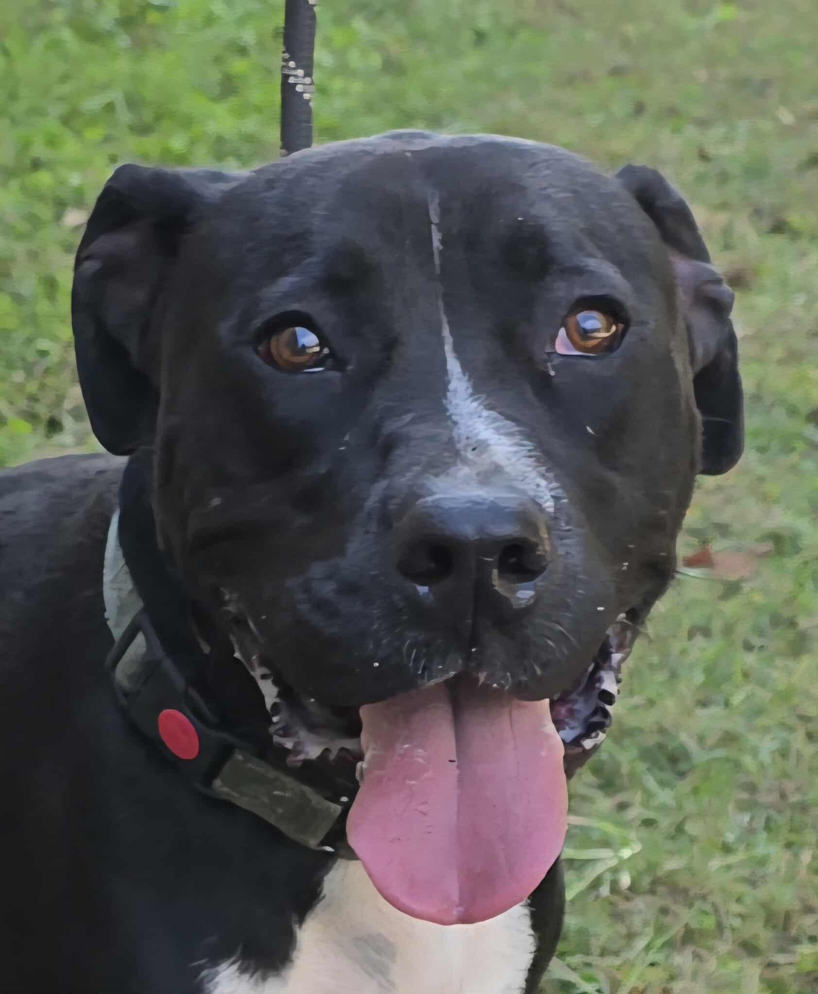 Chance, a Adoptable mixed breed in Newport, TN image 1/6