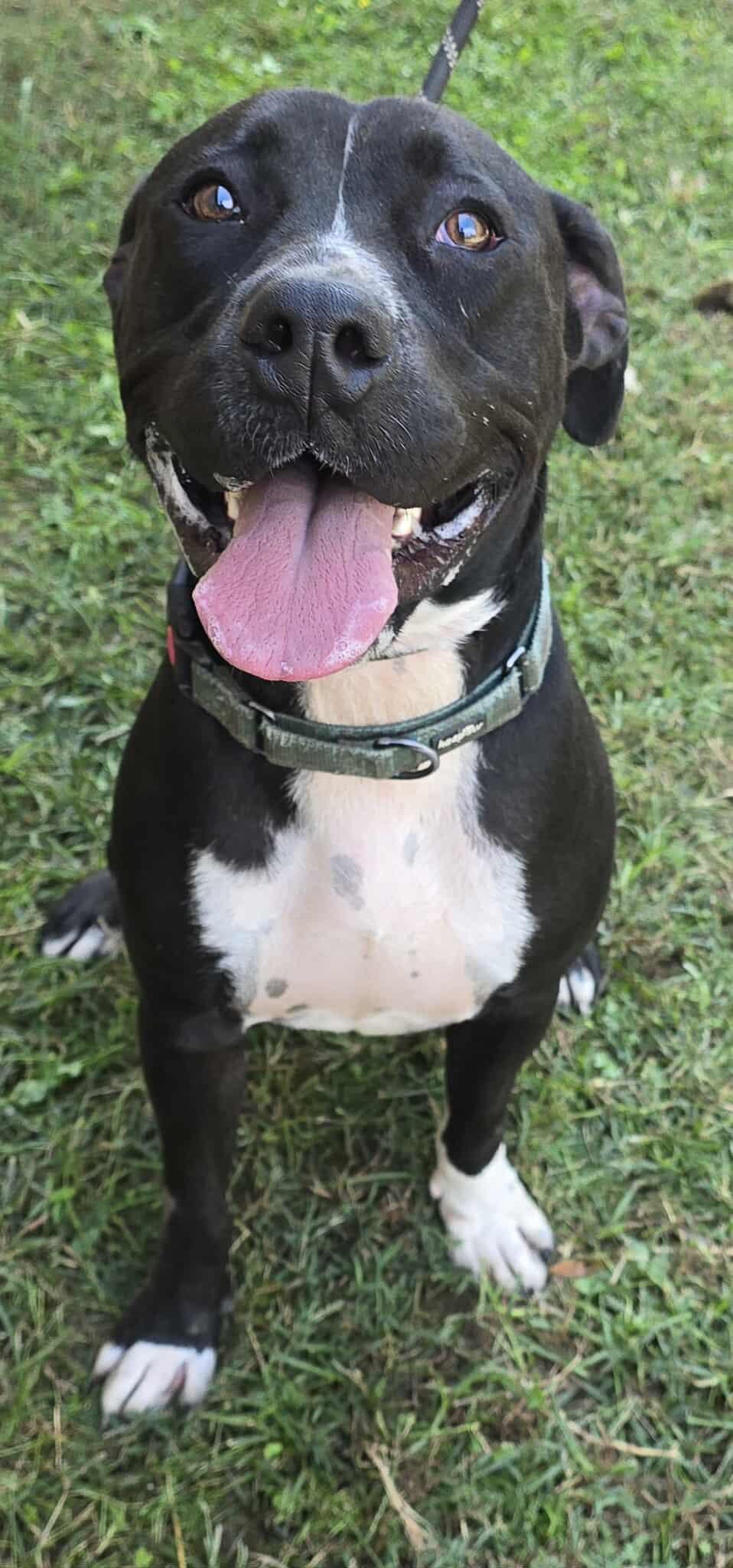 Chance, a Adoptable mixed breed in Newport, TN image 2/6