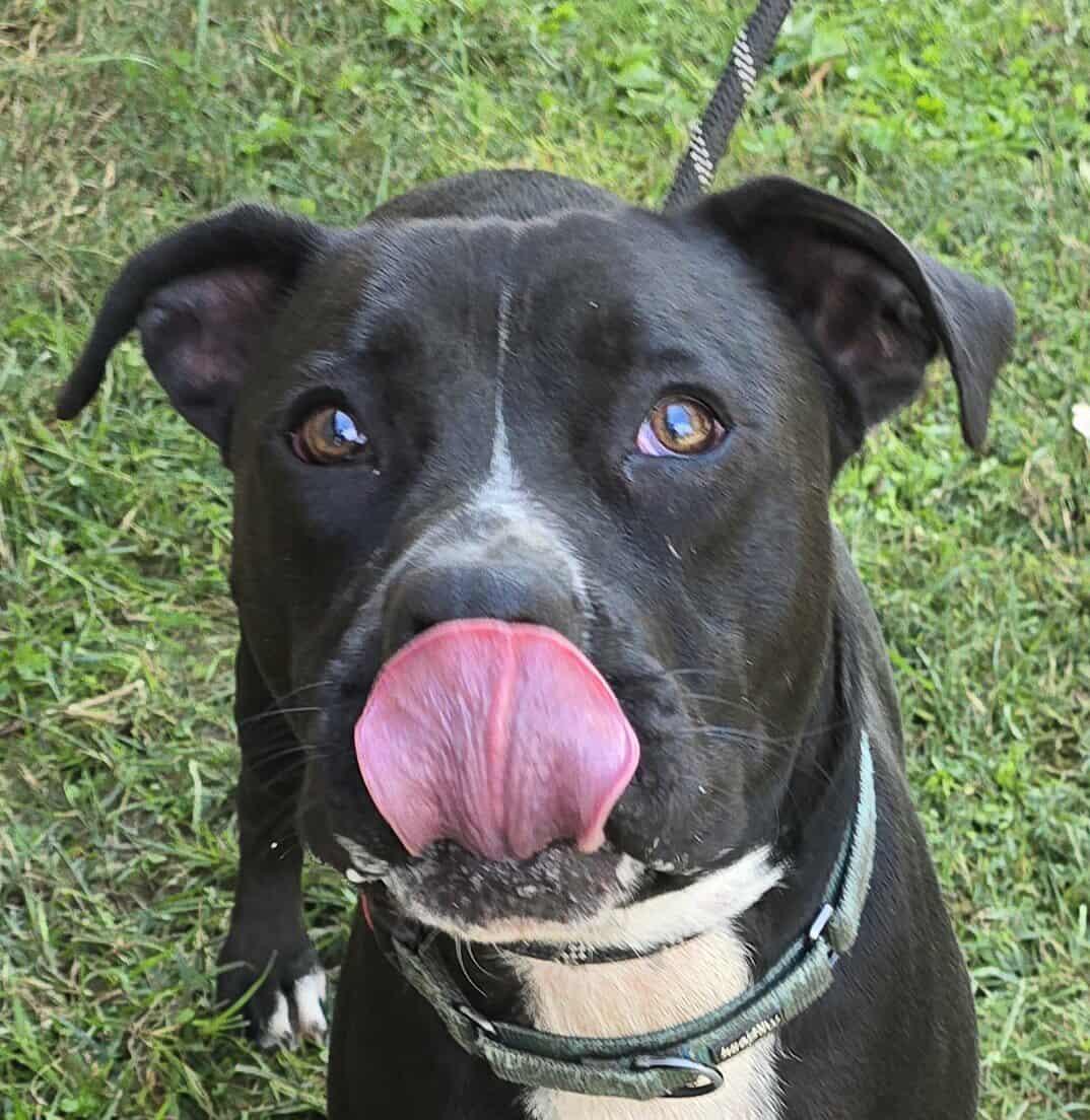 Chance, a Adoptable mixed breed in Newport, TN image 3/6
