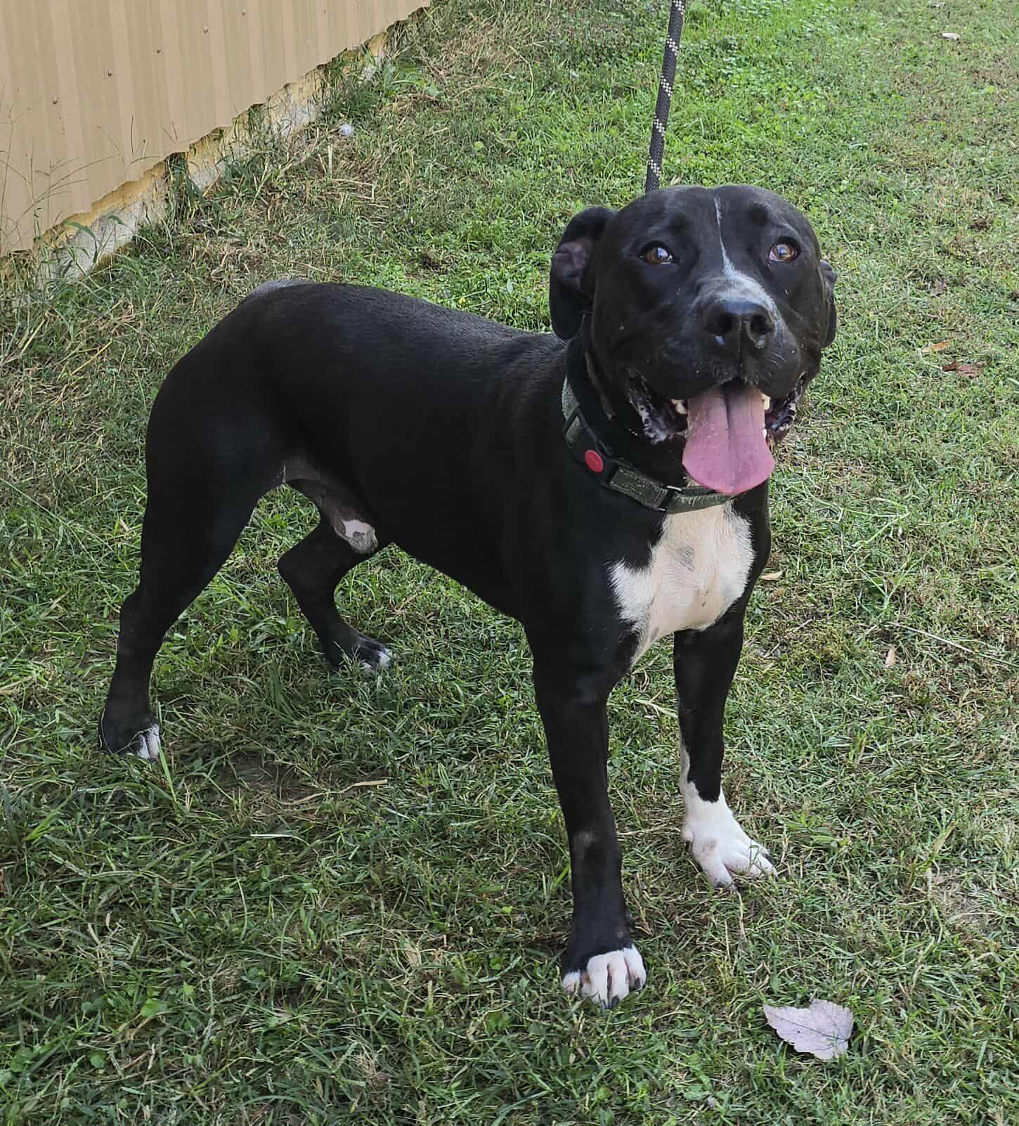 Chance, a Adoptable mixed breed in Newport, TN image 5/6