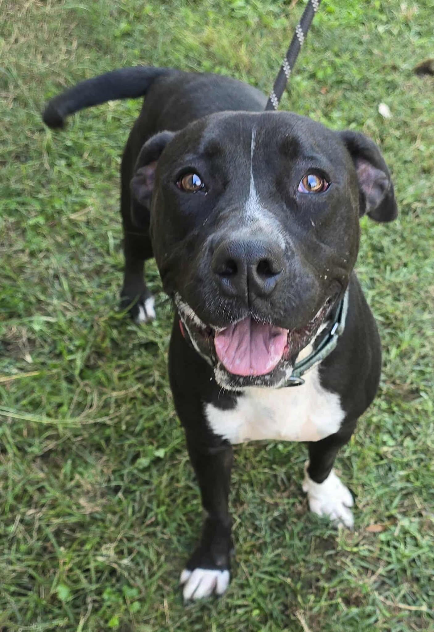 Chance, a Adoptable mixed breed in Newport, TN image 6/6