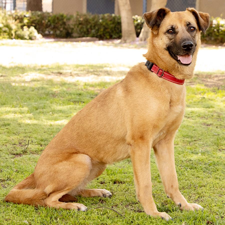 Enlarge Lexi, a Adoptable mixed breed in Marina Del Rey, CA image 5/6