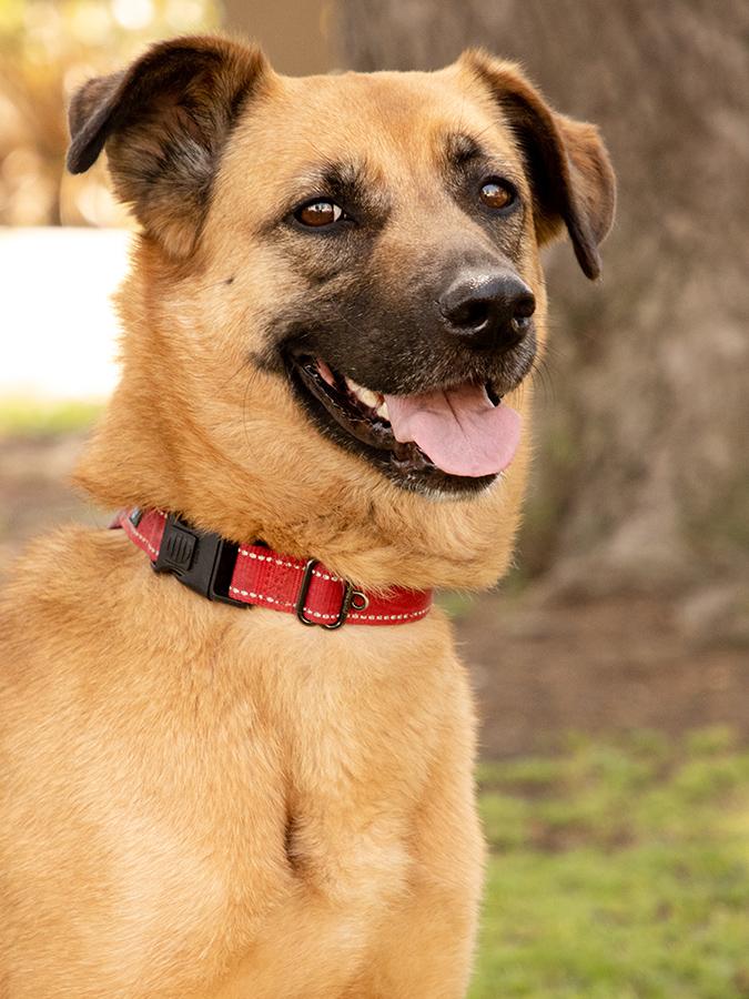 Enlarge Lexi, a Adoptable mixed breed in Marina Del Rey, CA image 4/6