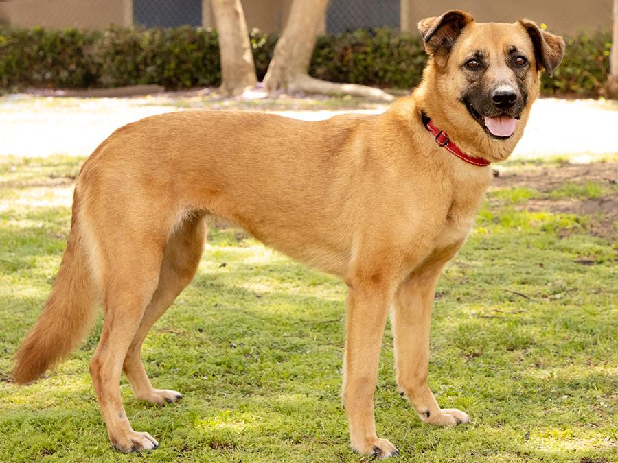 Enlarge Lexi, a Adoptable mixed breed in Marina Del Rey, CA image 3/6