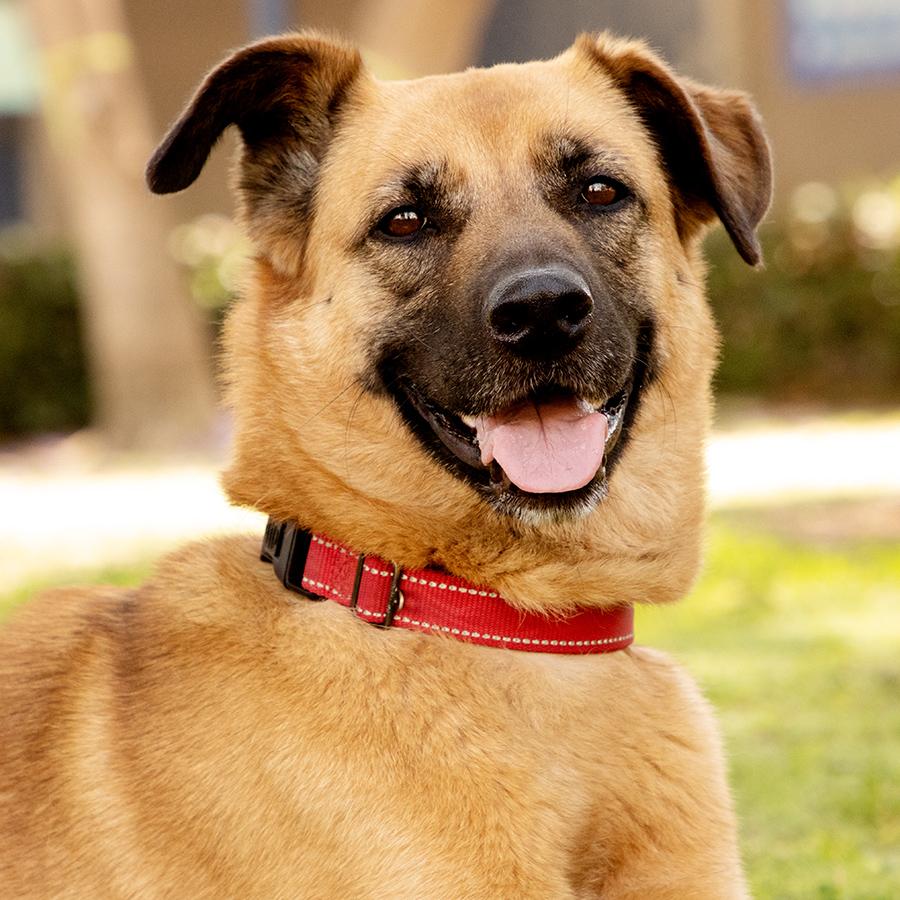 Enlarge Lexi, a Adoptable mixed breed in Marina Del Rey, CA image 6/6