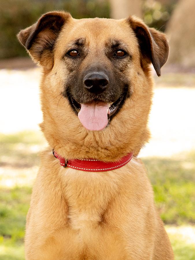 Enlarge Lexi, a Adoptable mixed breed in Marina Del Rey, CA image 1/6