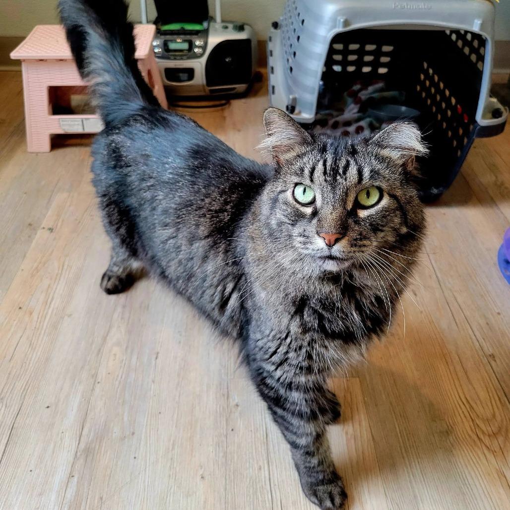 Ash, Adoptable, Adult Male Domestic Long Hair.