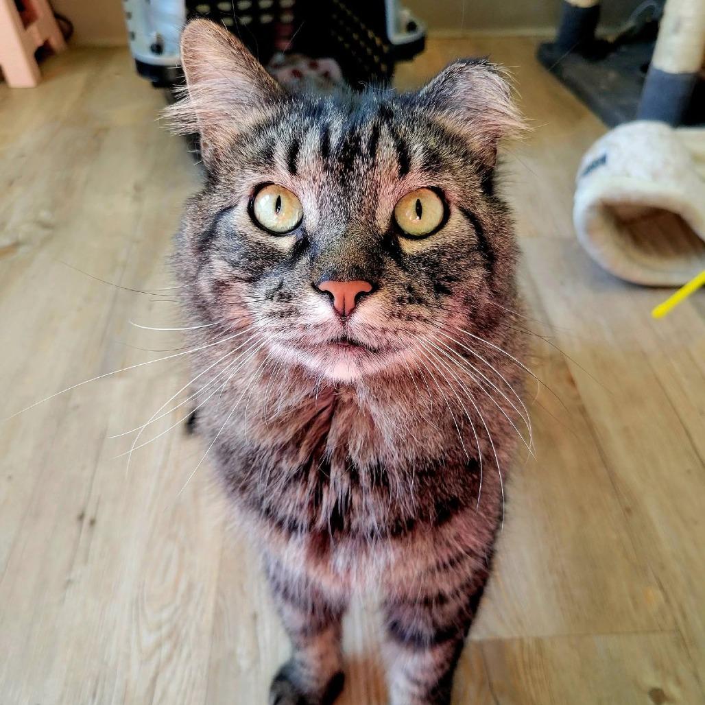 Ash, a Adoptable Domestic Long Hair in Saint Charles, MO image 3/6