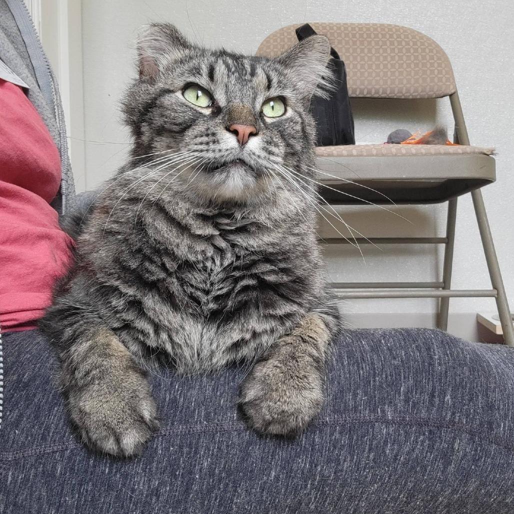 Ash, a Adoptable Domestic Long Hair in Saint Charles, MO image 4/6
