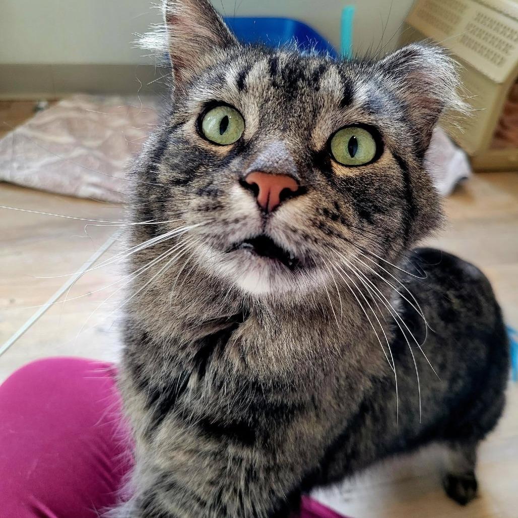 Ash, a Adoptable Domestic Long Hair in Saint Charles, MO image 5/6