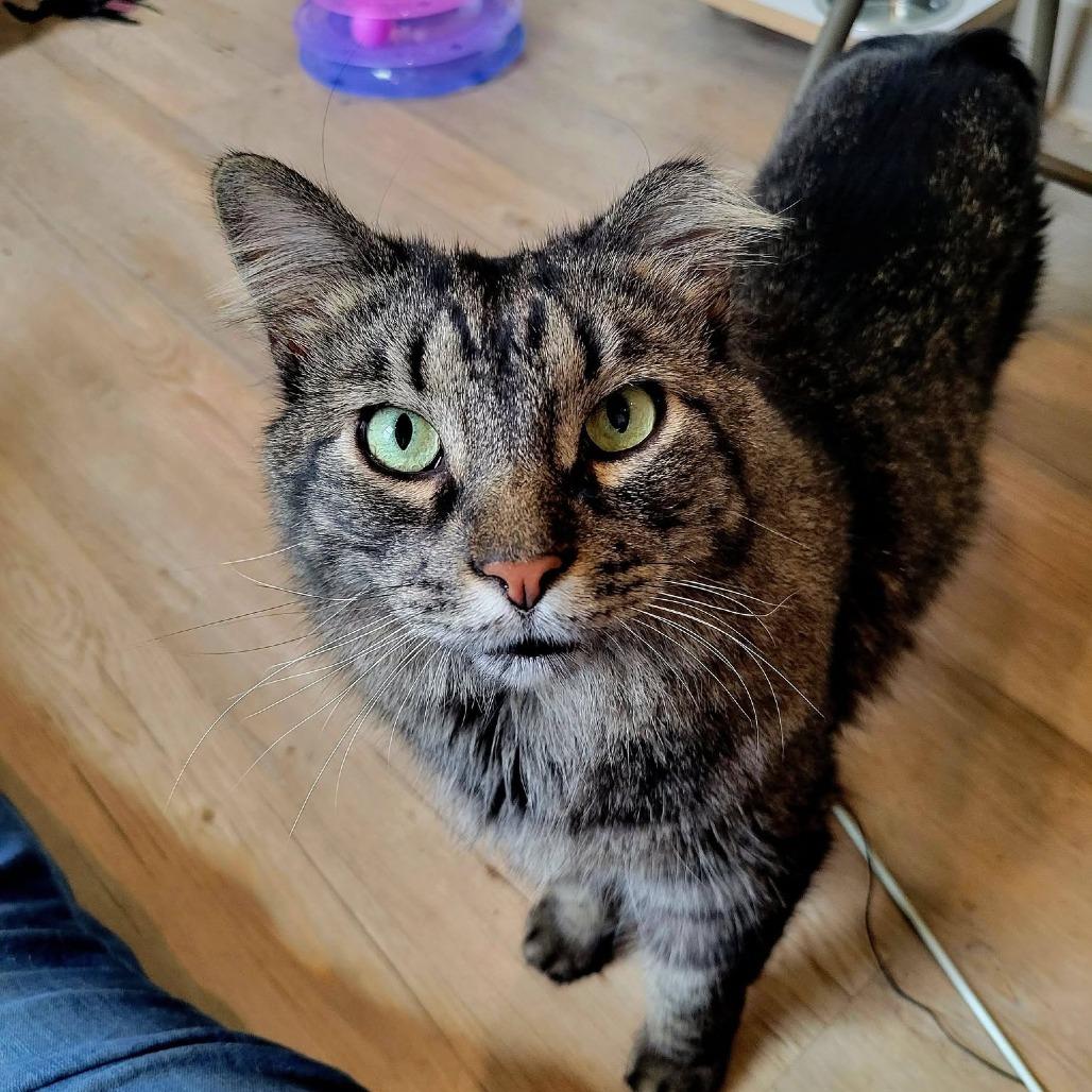Ash, a Adoptable Domestic Long Hair in Saint Charles, MO image 6/6