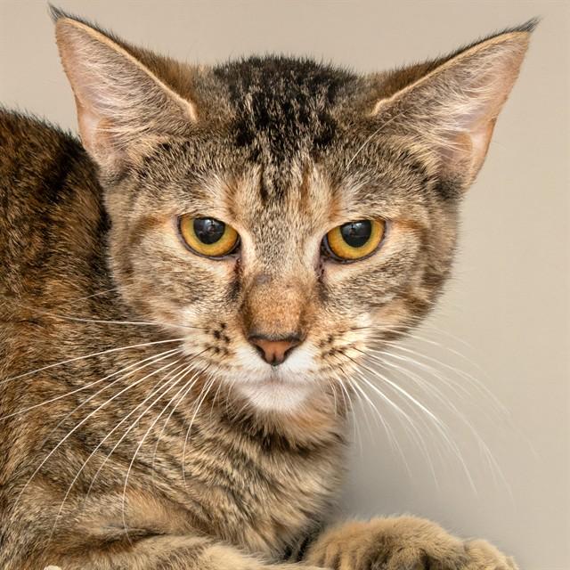 DUNKIN, Adoptable, Young Female Domestic Short Hair.