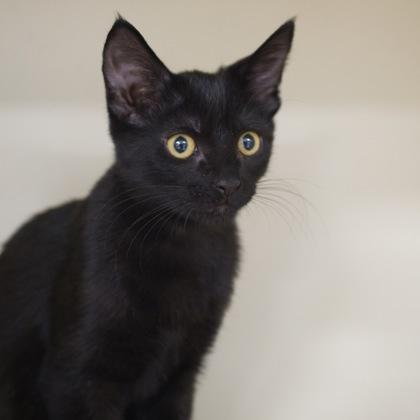 Genesis, Adoptable, Kitten Female Domestic Short Hair & Domestic Short Hair.