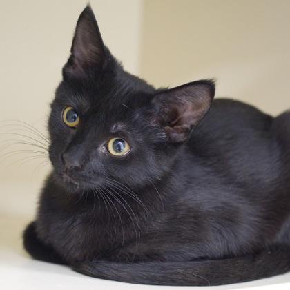 Genesis, a Adoptable mixed breed in Verona, WI image 2/3