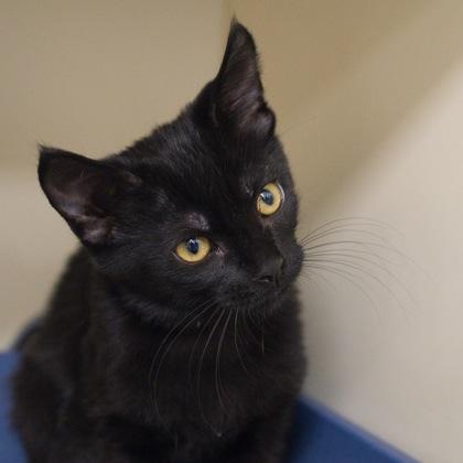 Genesis, a Adoptable mixed breed in Verona, WI image 3/3